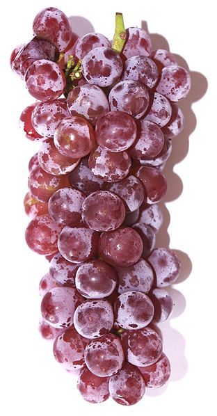 File:Delaware (grape).JPG