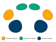 The eye arrangement of spiders in the genus Dysdera