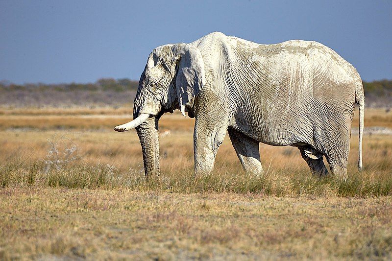 File:Elephant Bull 2019-07-27.jpg