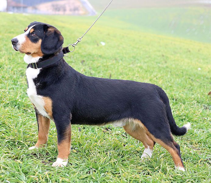 File:Entlebucher.jpg