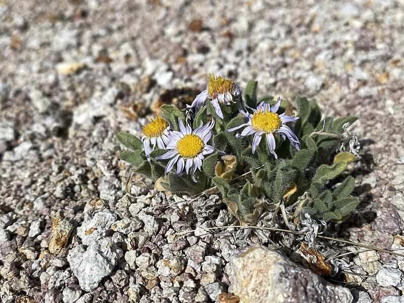 File:Erigeron latus 138882553.jpg