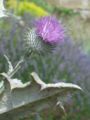 Scotch Thistle (Onopordum acanthium)