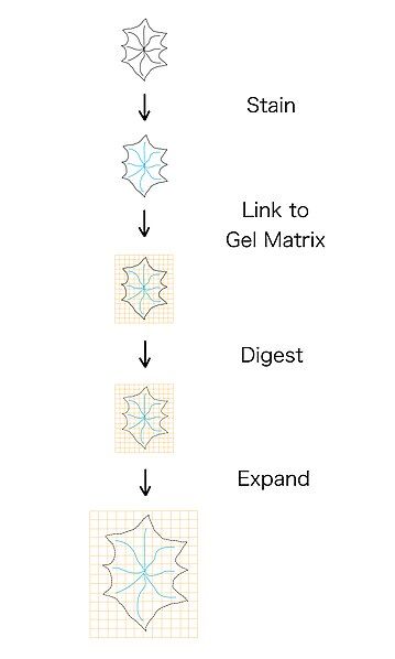 File:ExM Steps.jpg