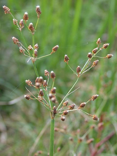 File:Fimbristylis miliacea hideriko.jpg