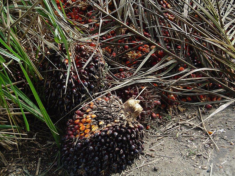 File:Fruit oil palm.JPG