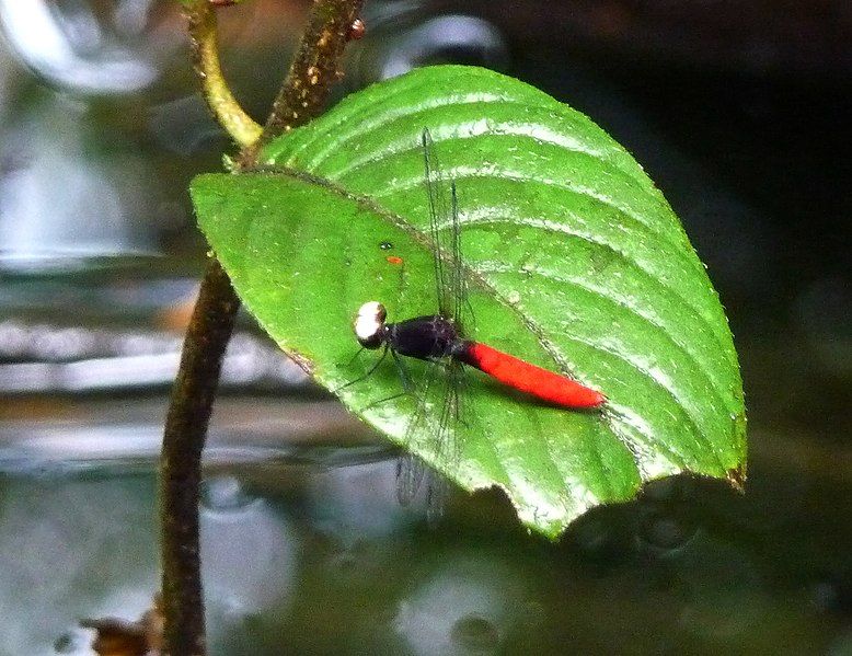 File:Fylgia amazonica (4230336895).jpg