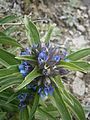 Gentiana cruciata