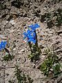 Gentiana verna