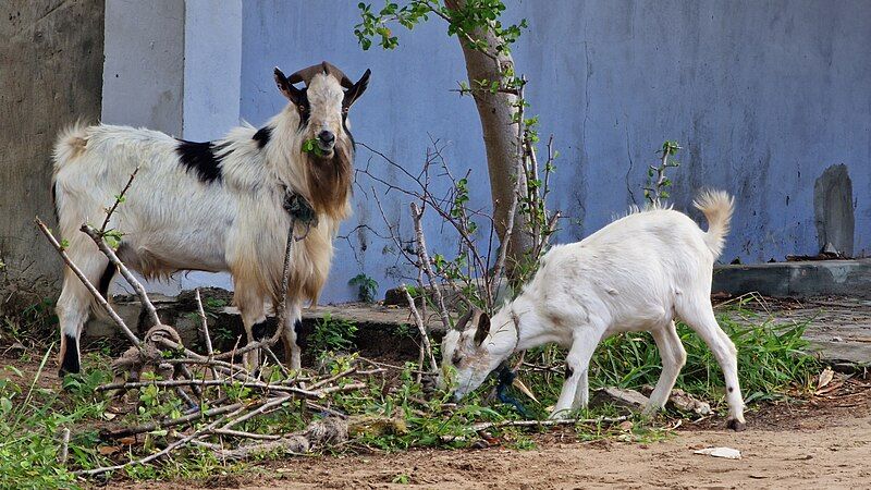 File:Goats in AFrica.jpg