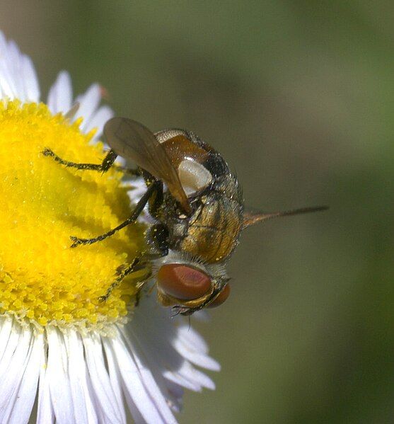 File:Gymnoclytia occidua P1040162a.jpg