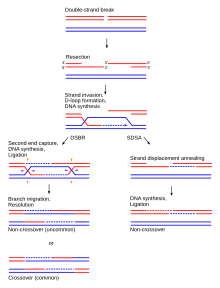 HR schematic diagram