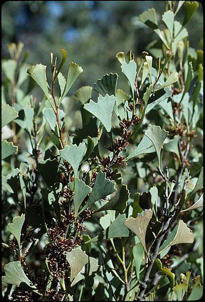 File:Hakea flabelliflora.jpg