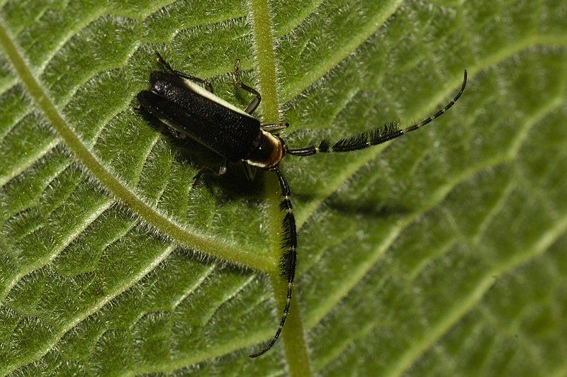 File:Hemilophus leucogramma 237681505.jpeg