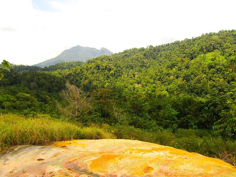 File:Hutan Hungayono.jpg