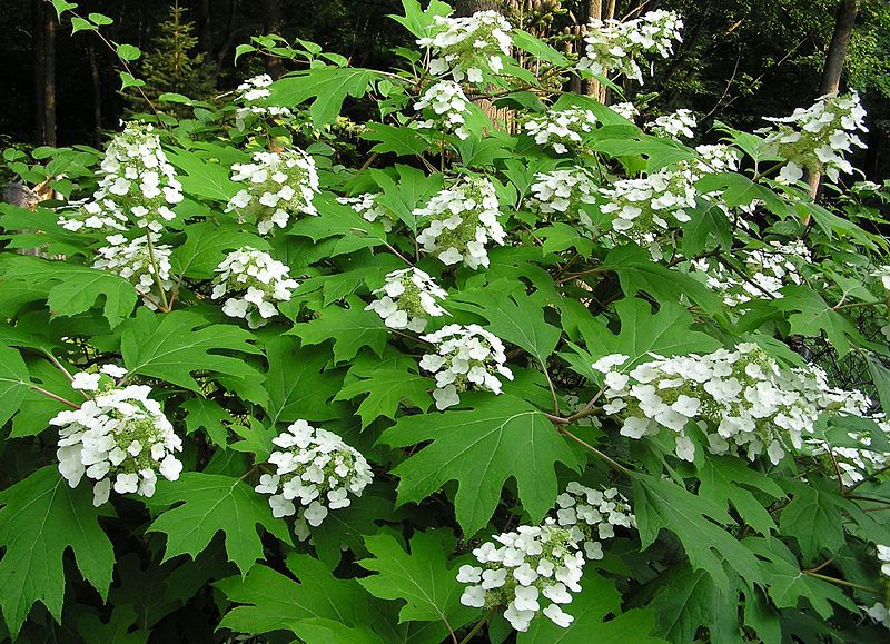 File:Hydrangea quercifolia4normanack.jpg