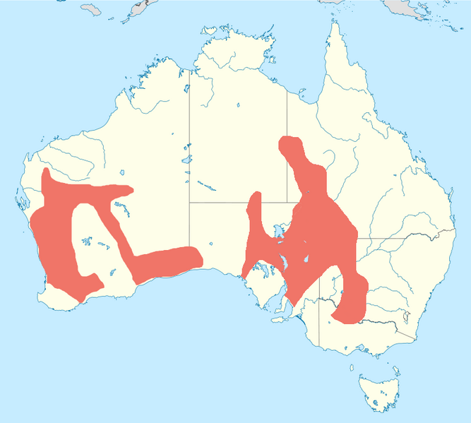 File:Inland dotterel.png