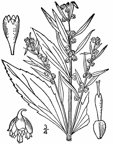 File:Iva frutescens-linedrawingBB.png