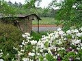 Spring flowers on a farm.