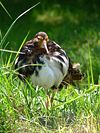 Male in breeding plumage