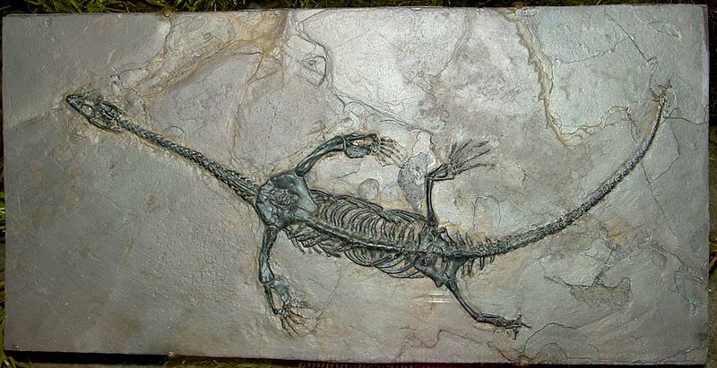 File:Keichousaurus hui fossil.JPG