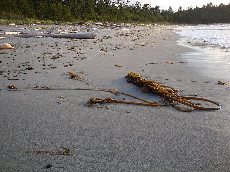 File:Kelp Nissen Bight.JPG