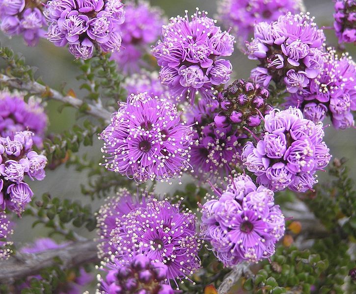 File:Kunzea recurva.jpg