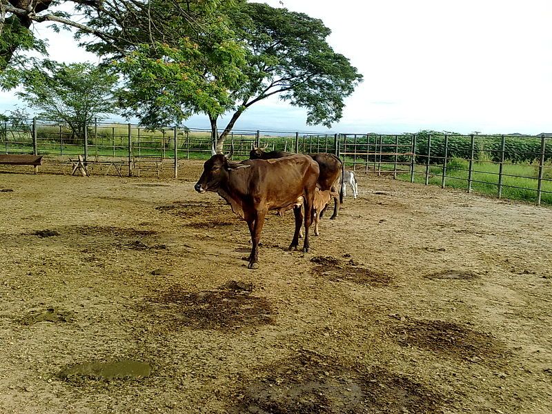 File:LLANOS COJEDES.jpg