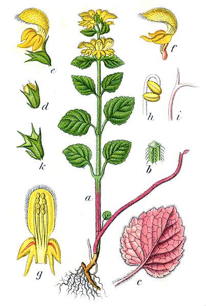 File:Lamium galeobdolon Sturm40.jpg