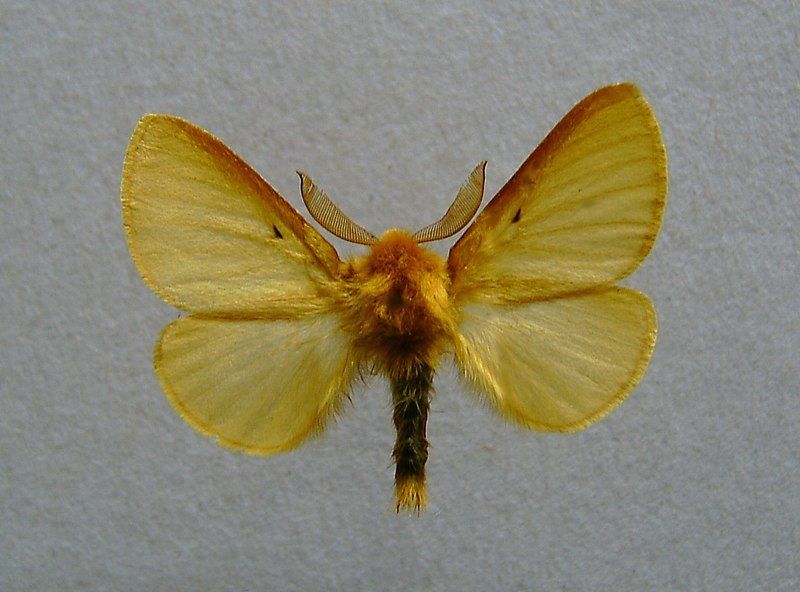 File:Lemonia taraxaci.jpg