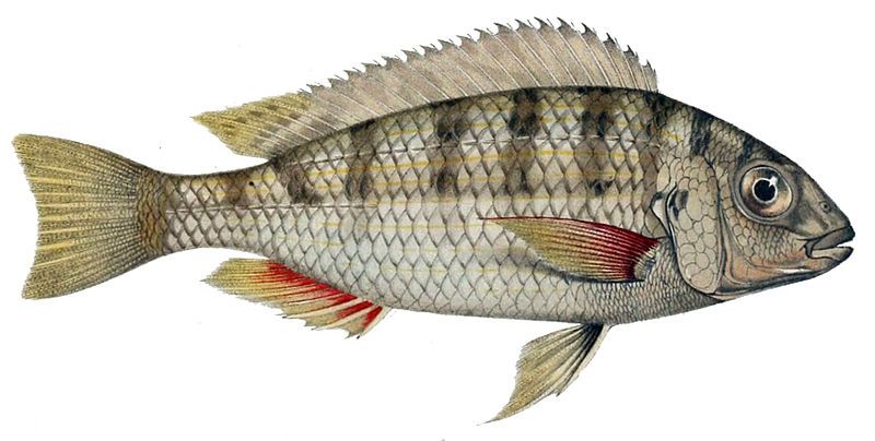 File:Limnotilapia dardennii.jpg