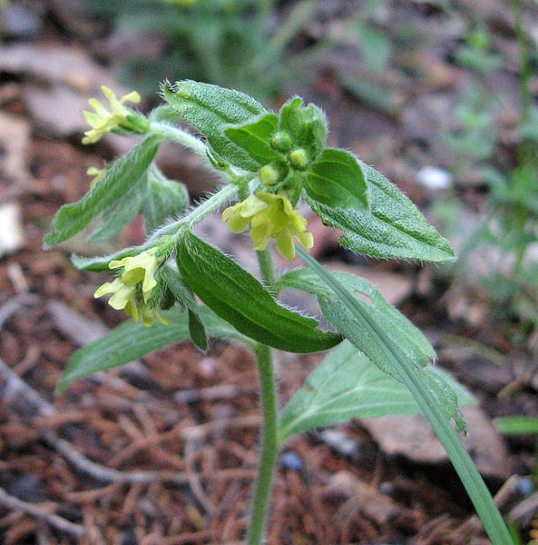 File:Lithospermum tuberosum.jpg