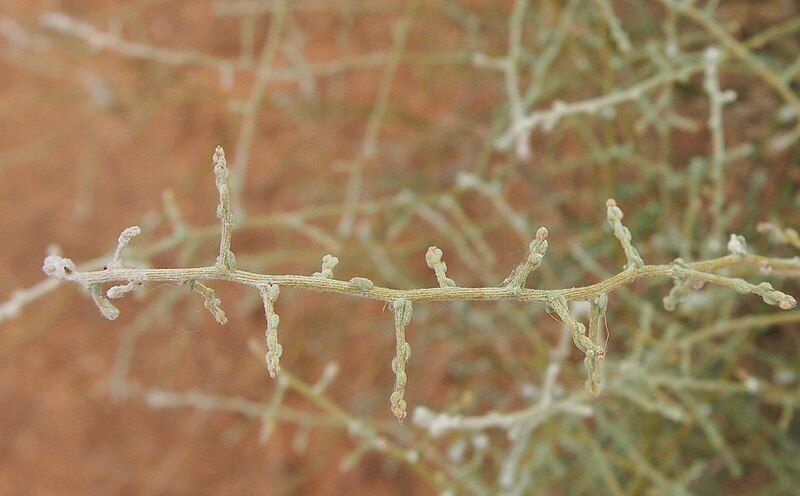 File:Maireana aphylla stems.jpg