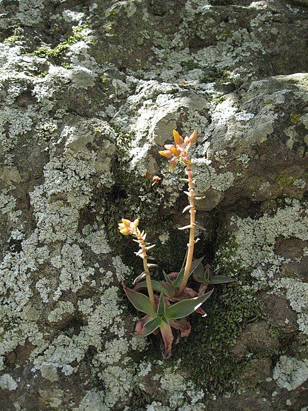 File:Marcescent dudleya.jpg