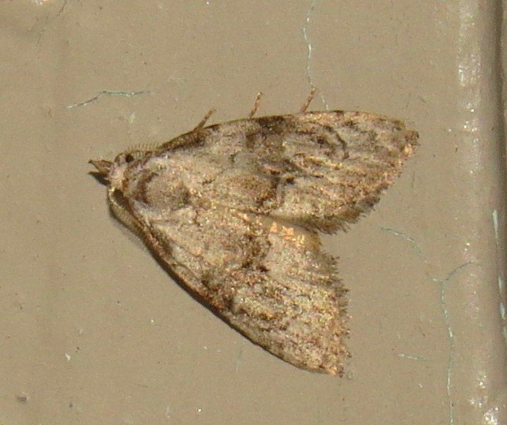 File:Meganola spodia.jpg