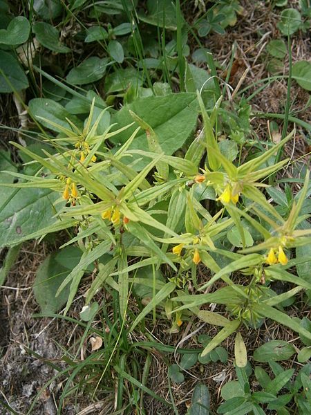 File:Melampyrum sylvaticum 002.JPG