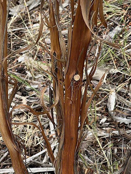 File:Micromyrtus grandis bark.jpg