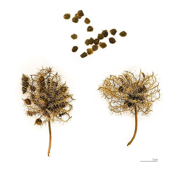 File:Mimosa pudica MHNT.BOT.2004.0.0.495.jpg