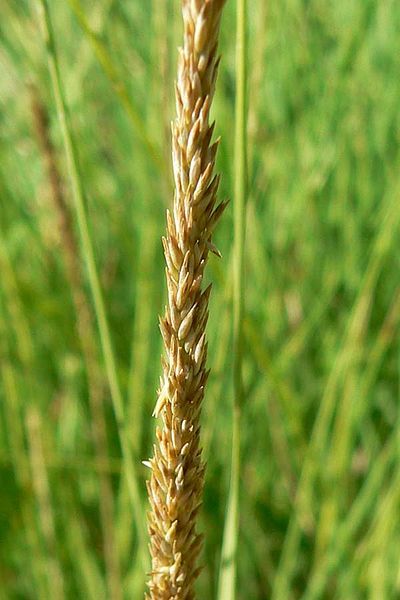 File:Muhlenbergia rigens stem.jpg