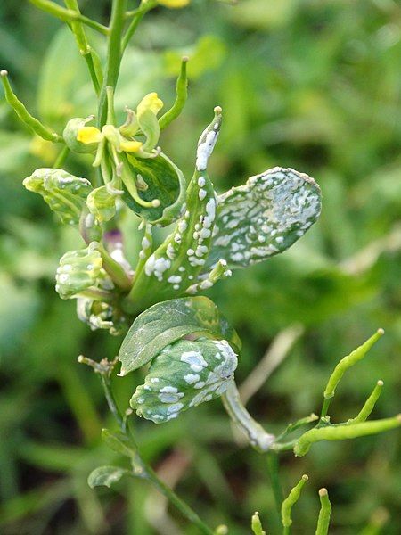 File:Mustard- White rust.jpg