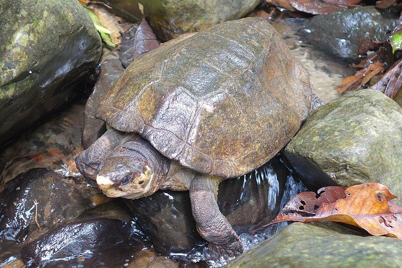 File:Notochelys platynota 109870849.jpg