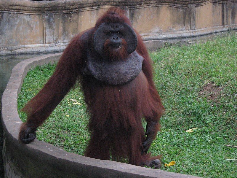 File:Orangutan-Ubud Zoo.jpg