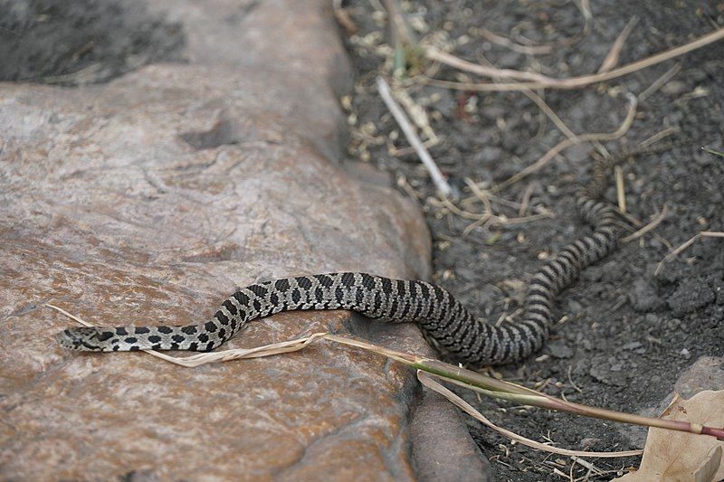 File:Pantherophis ramspotti 94392759.jpg