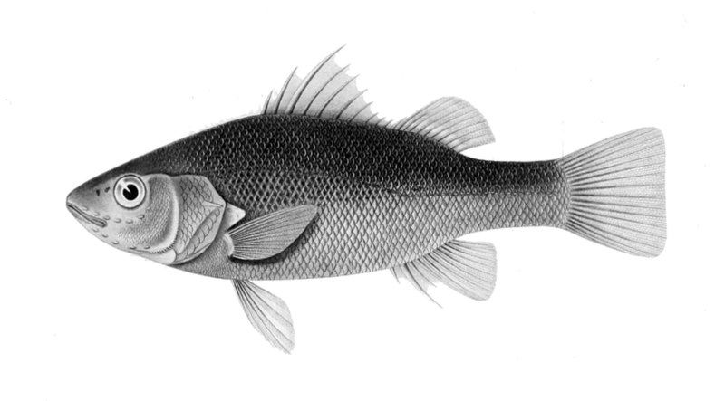 File:Percichthys melanops.jpg