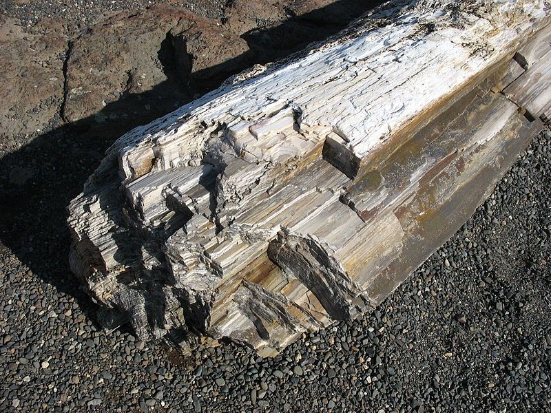 File:PetrifiedWoodGPFSP.jpg