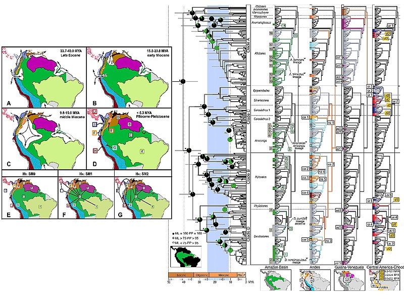 File:Phylogeography poisonfrogs.jpg