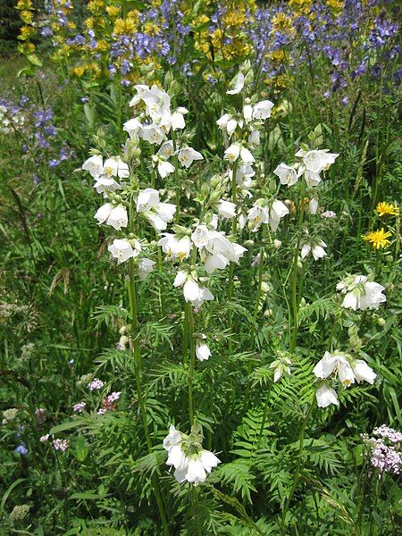 File:Polemonium caeruleum white.jpg