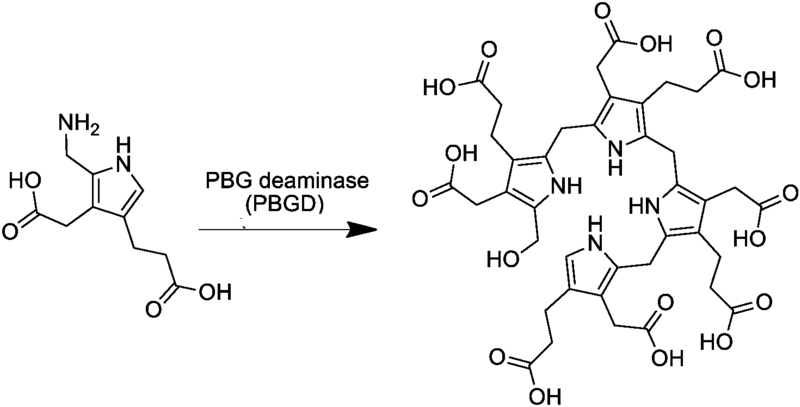 File:Pre-uroporphyrinogen-synthesis-from-porphobilinogen.png