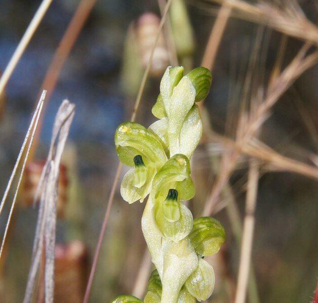 File:Pterostylis agrestis.jpg