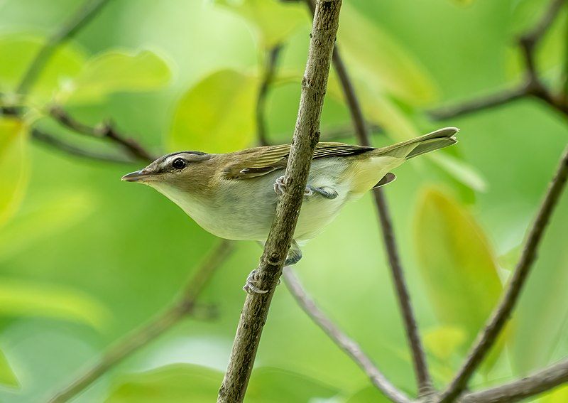 File:Red-eyed vireo (35213).jpg