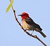 Red-headed Honeyeater adult male